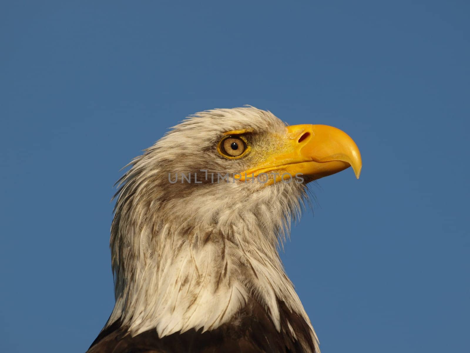 Bald eagle