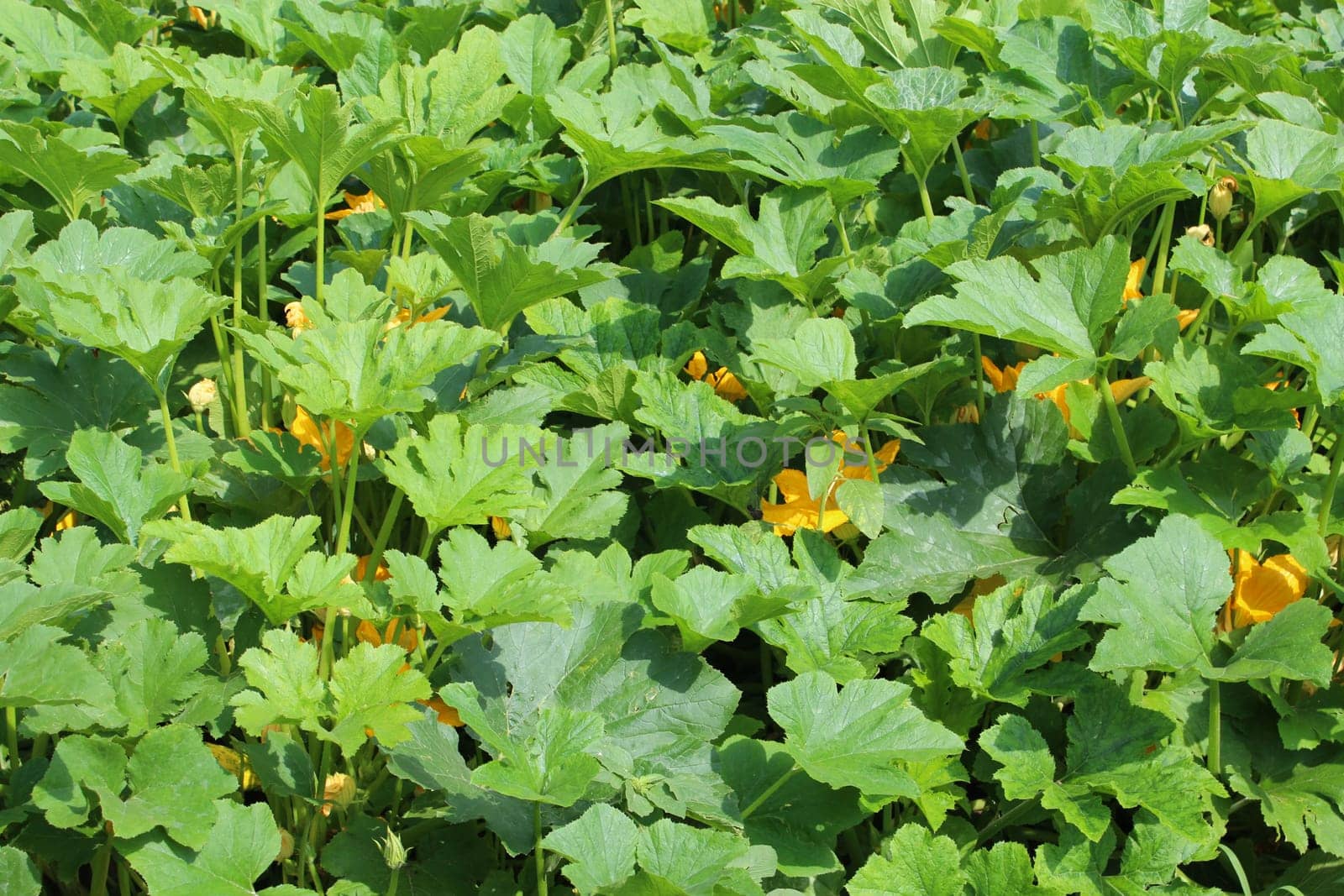 big planting of squashes in the bed