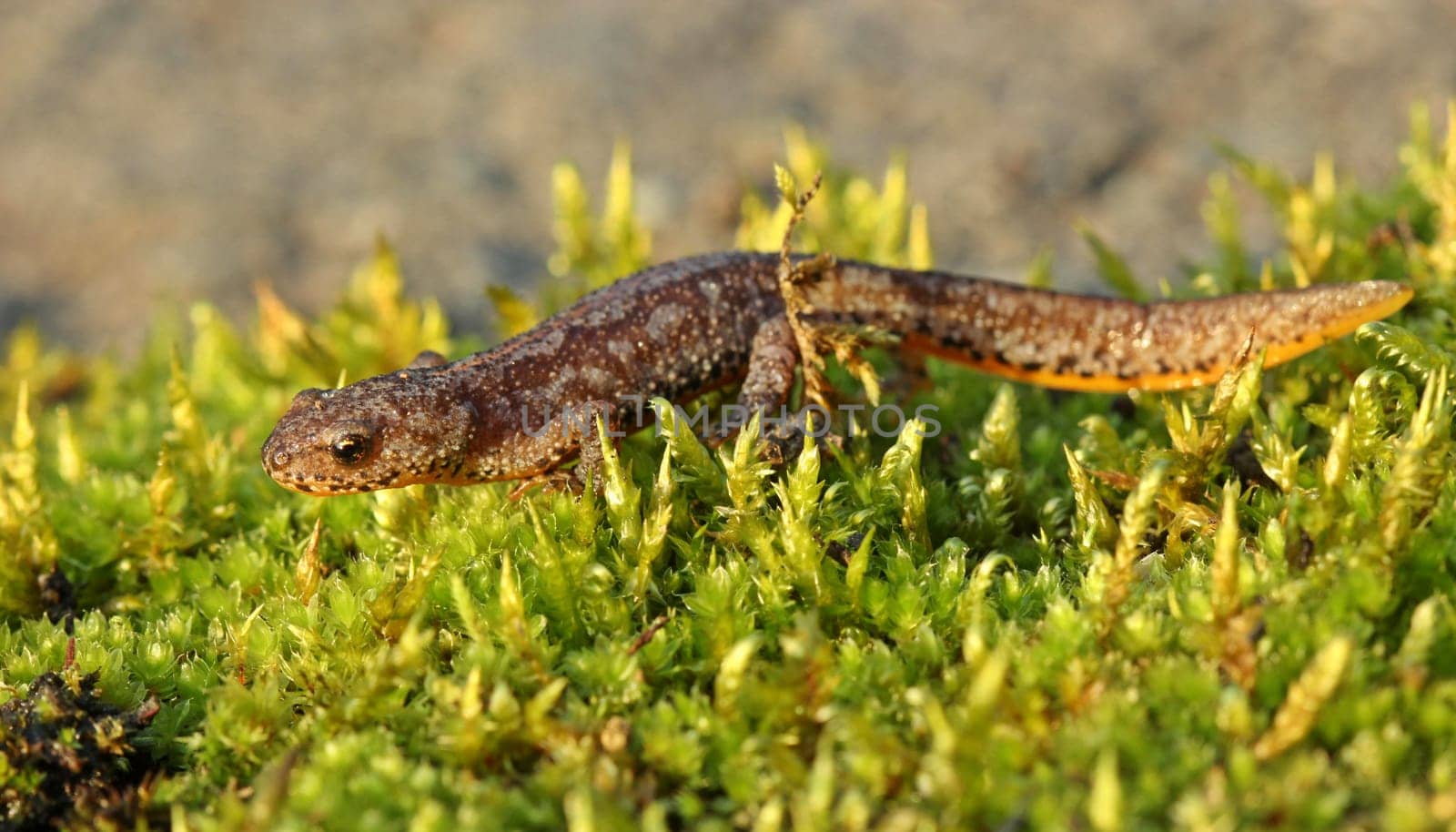 Mountain newt (Ichthyosaura alpestris) in country costume