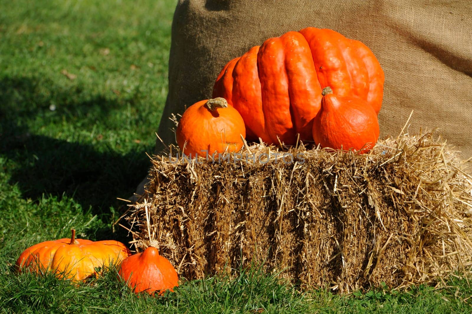 Pumpkin,Evergreen Country Look in Herrenhausen Gardens Hanover Germany.