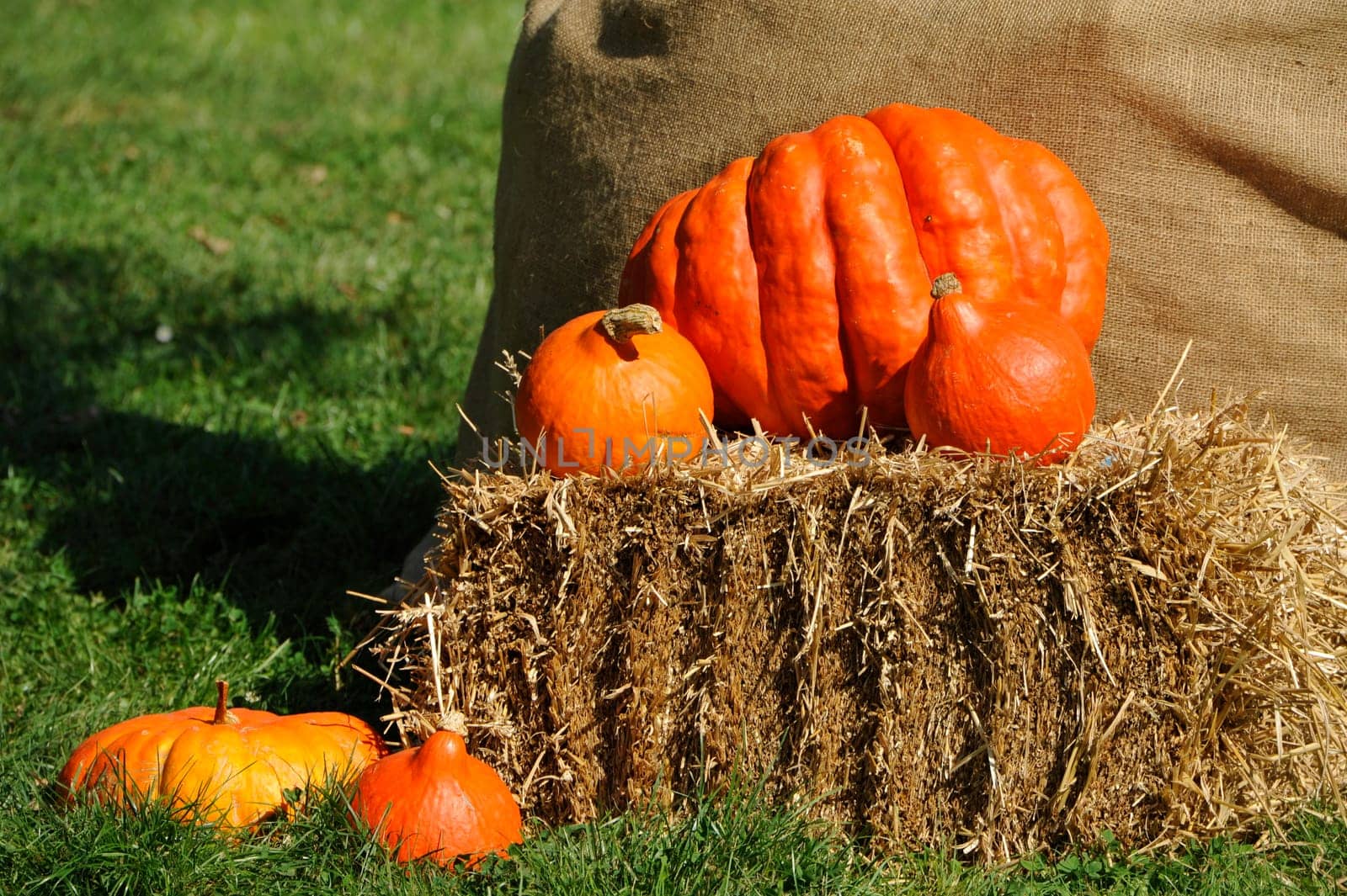 Pumpkin,Evergreen Country Look in Herrenhausen Gardens Hanover Germany.
