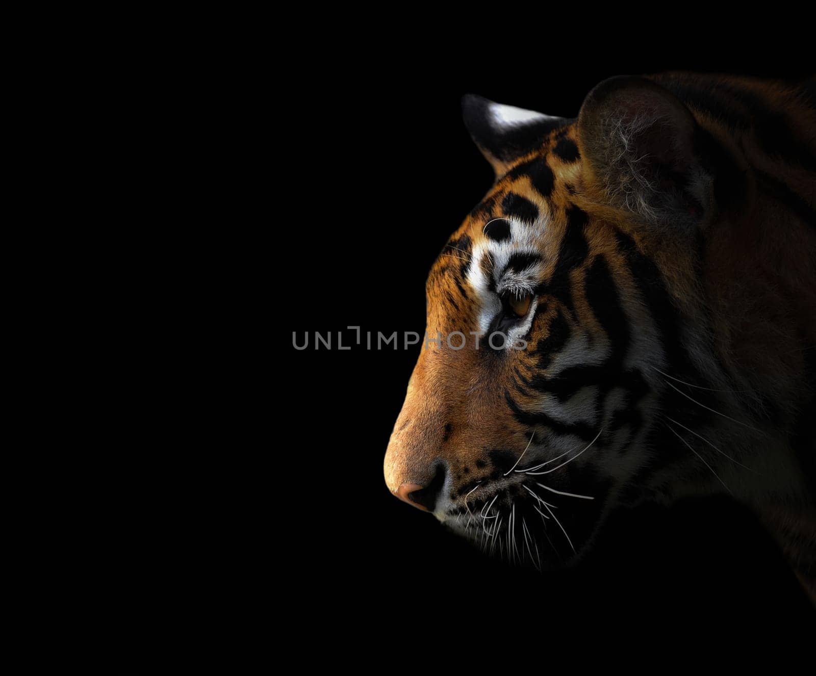 bengal tiger in the dark night