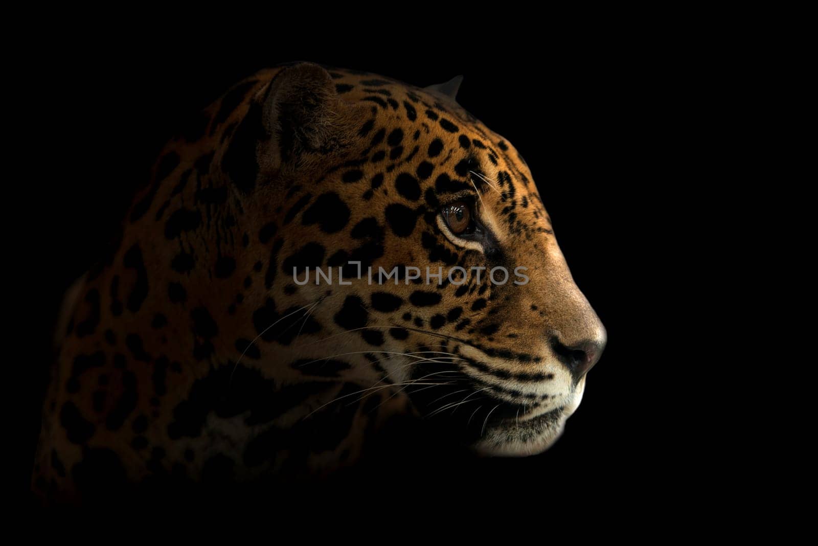 jaguar ( Panthera onca ) in the dark night