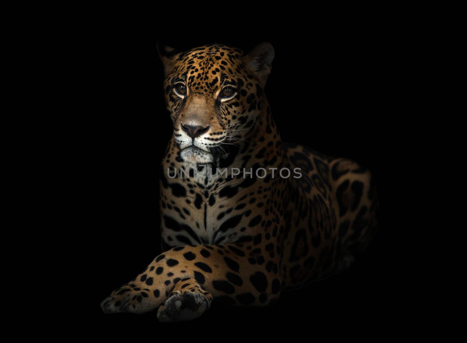 jaguar ( Panthera onca ) in the dark night