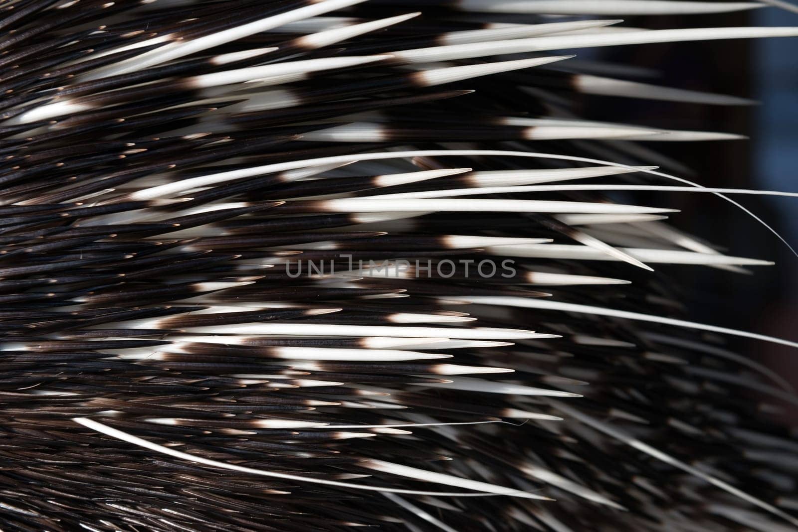 close up picture of a porcupine spine