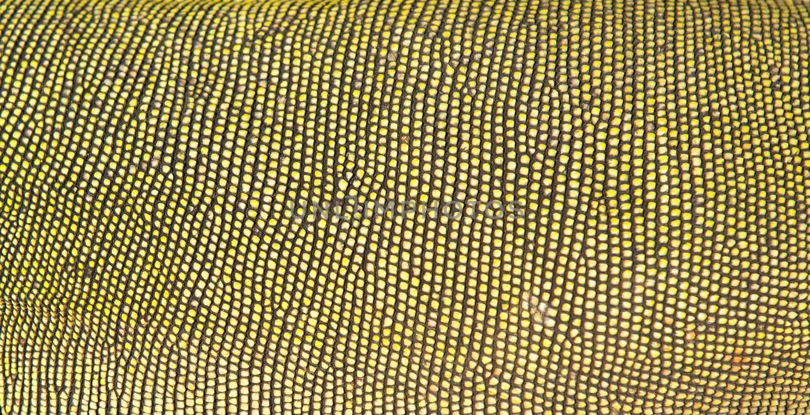 textured of green iguana skin