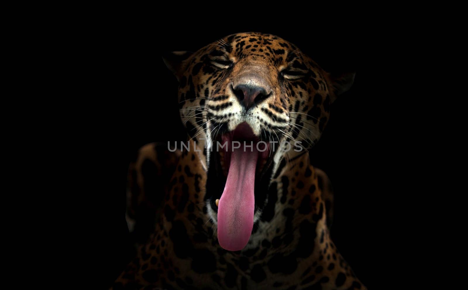 jaguar ( Panthera onca ) in the dark night