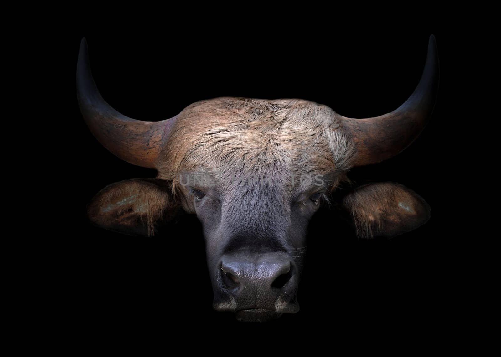 close up image of the gaur head
