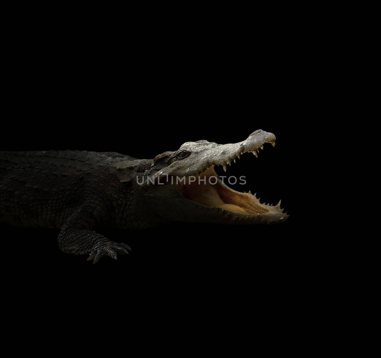 croodile in the dark night