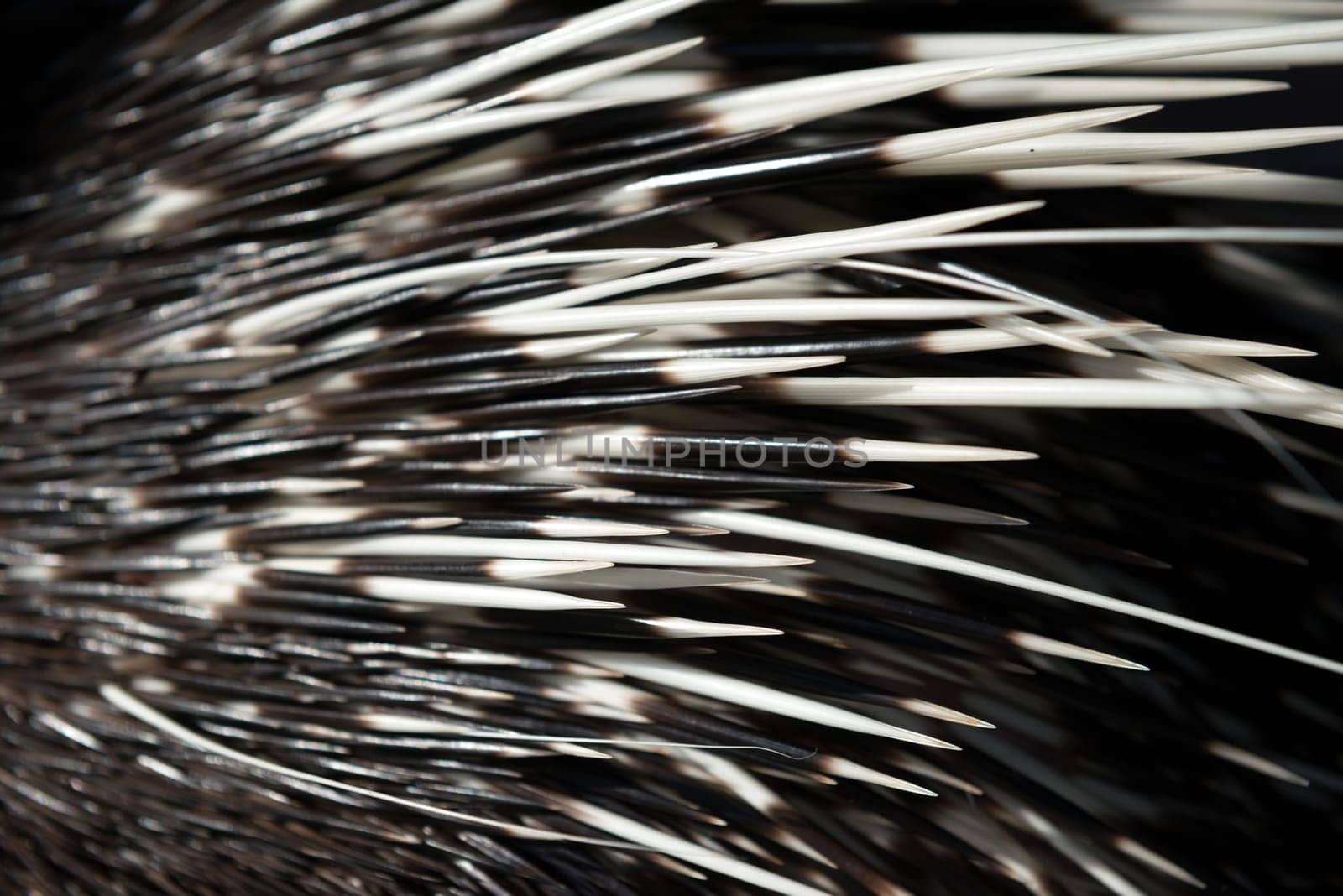 close up picture of a porcupine spine