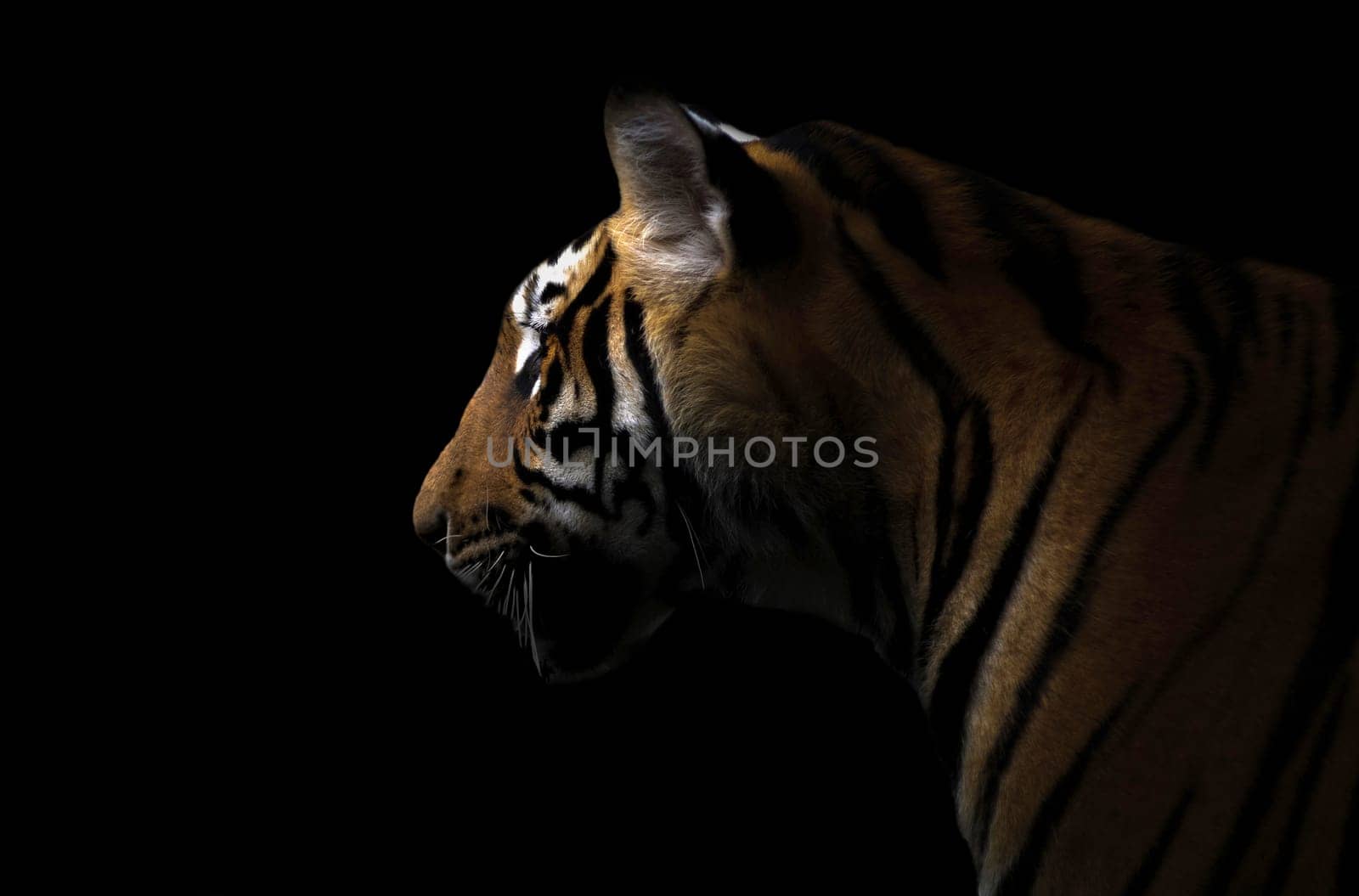 bengal tiger in the dark night