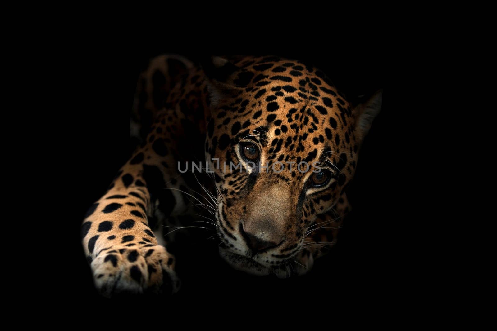 jaguar ( Panthera onca ) in the dark night
