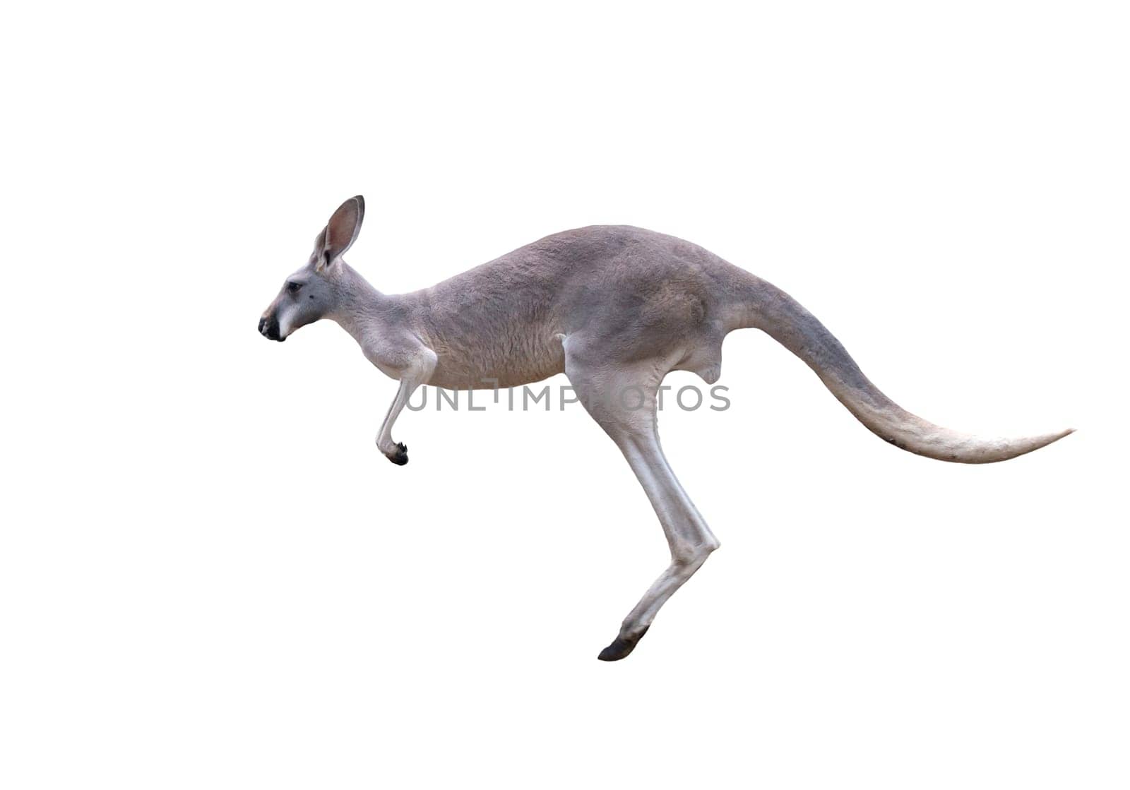 grey kangaroo jumping isolated on white background
