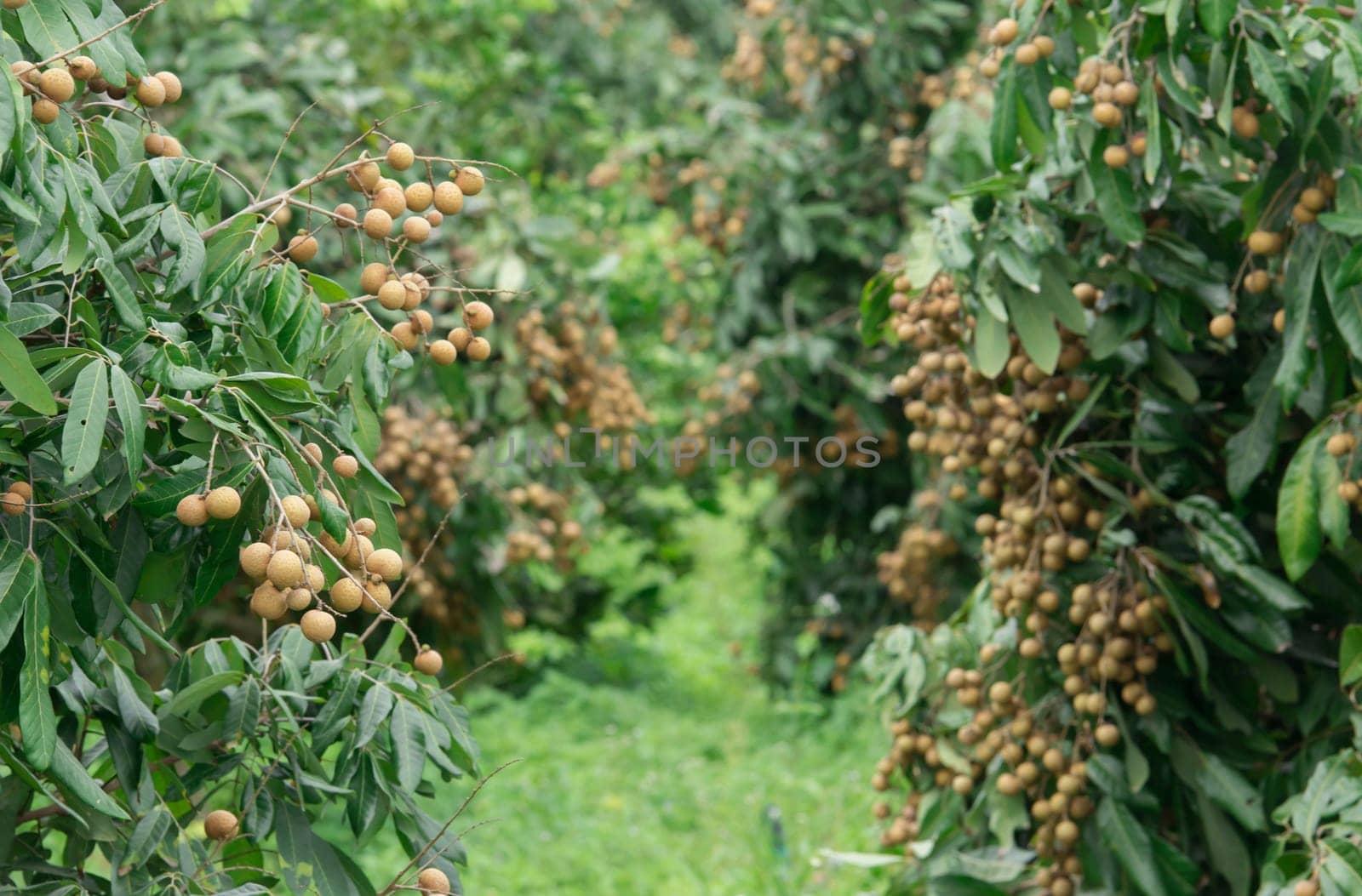 fresh longan on tree in the orchard