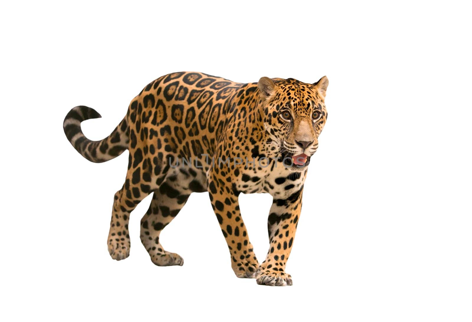 jaguar ( panthera onca ) isolated on white backgrond