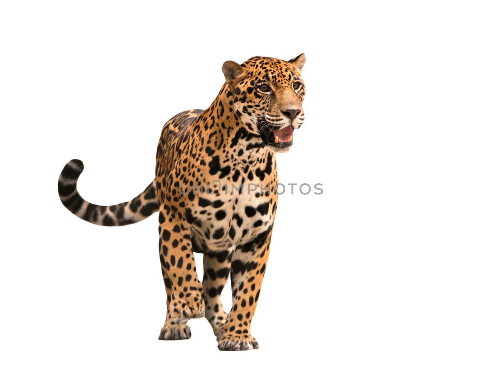 jaguar ( panthera onca ) isolated on white backgrond