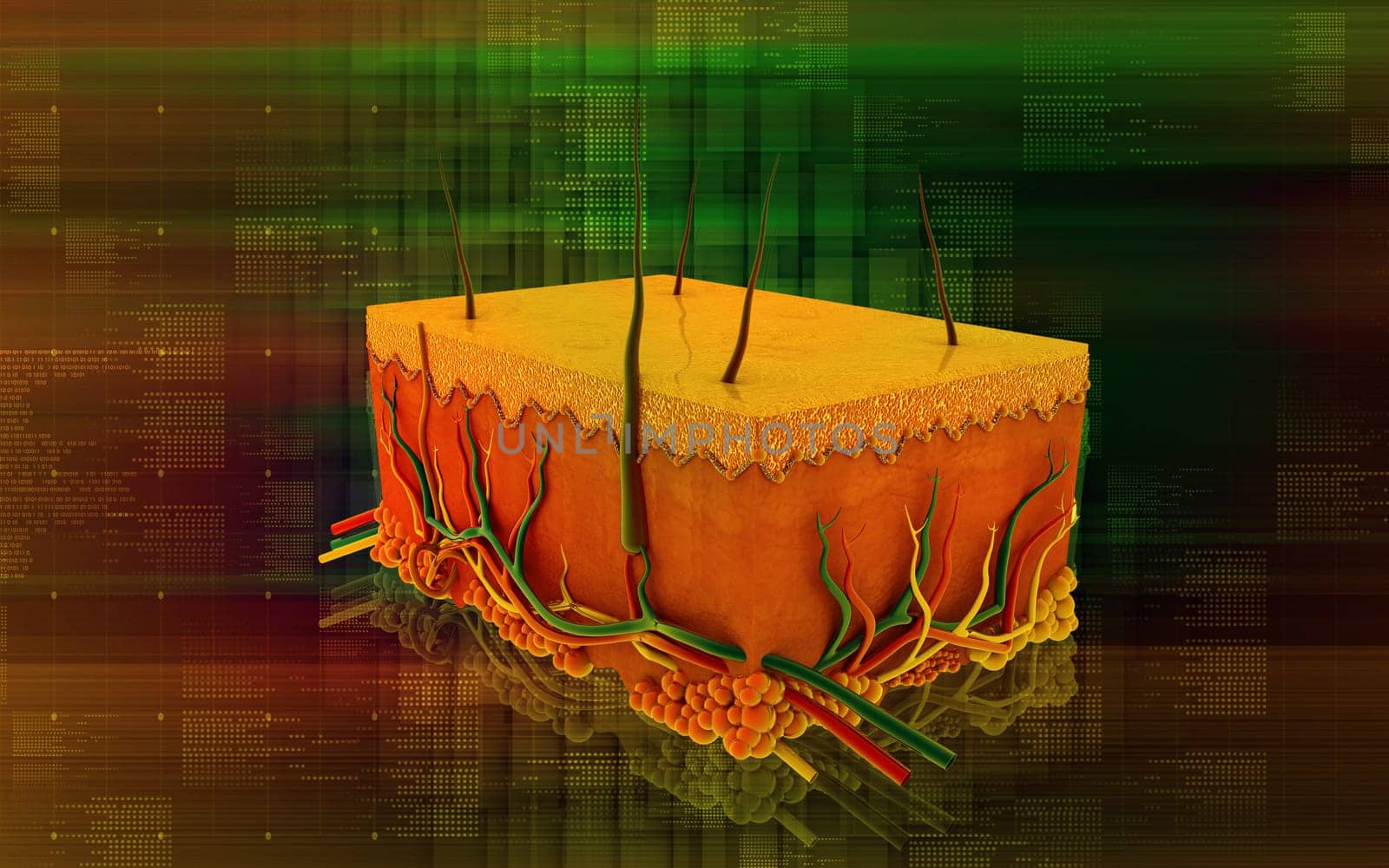 Digital illustration of Skin in colour background