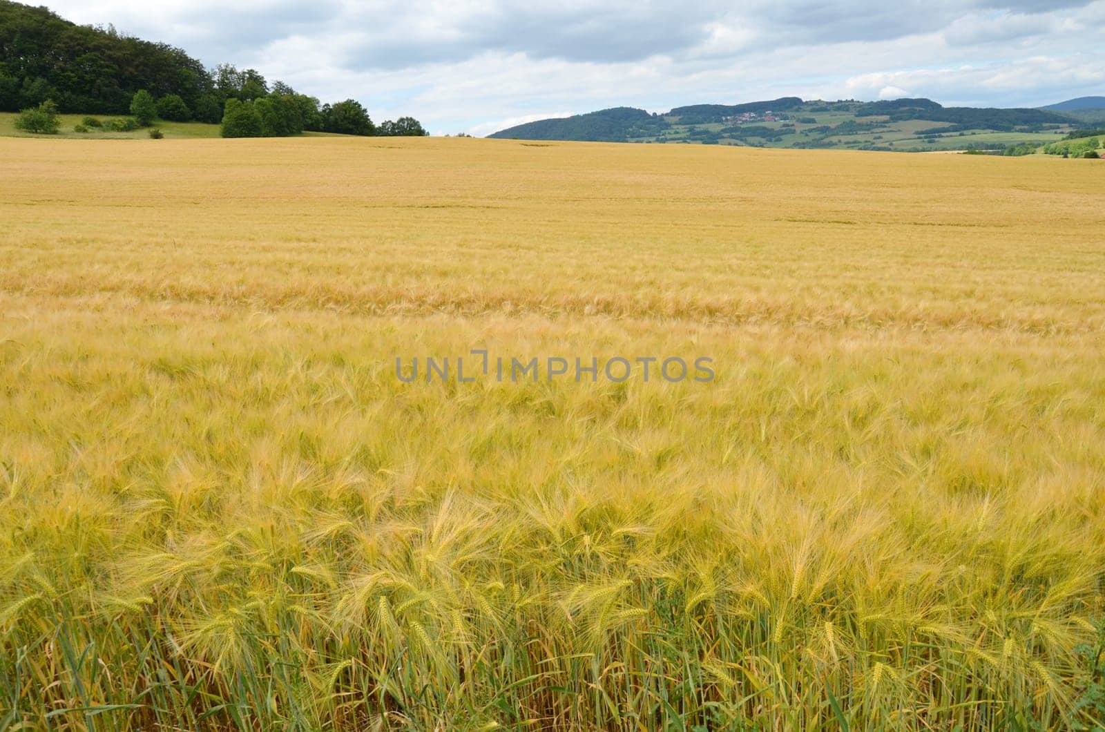 Barley