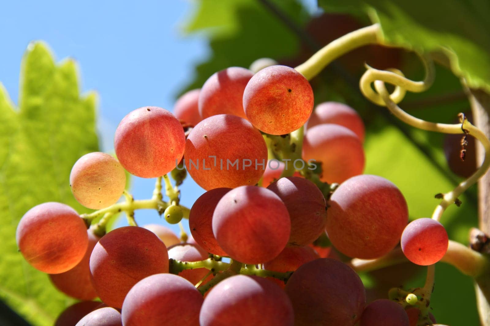 Grapes at the vine