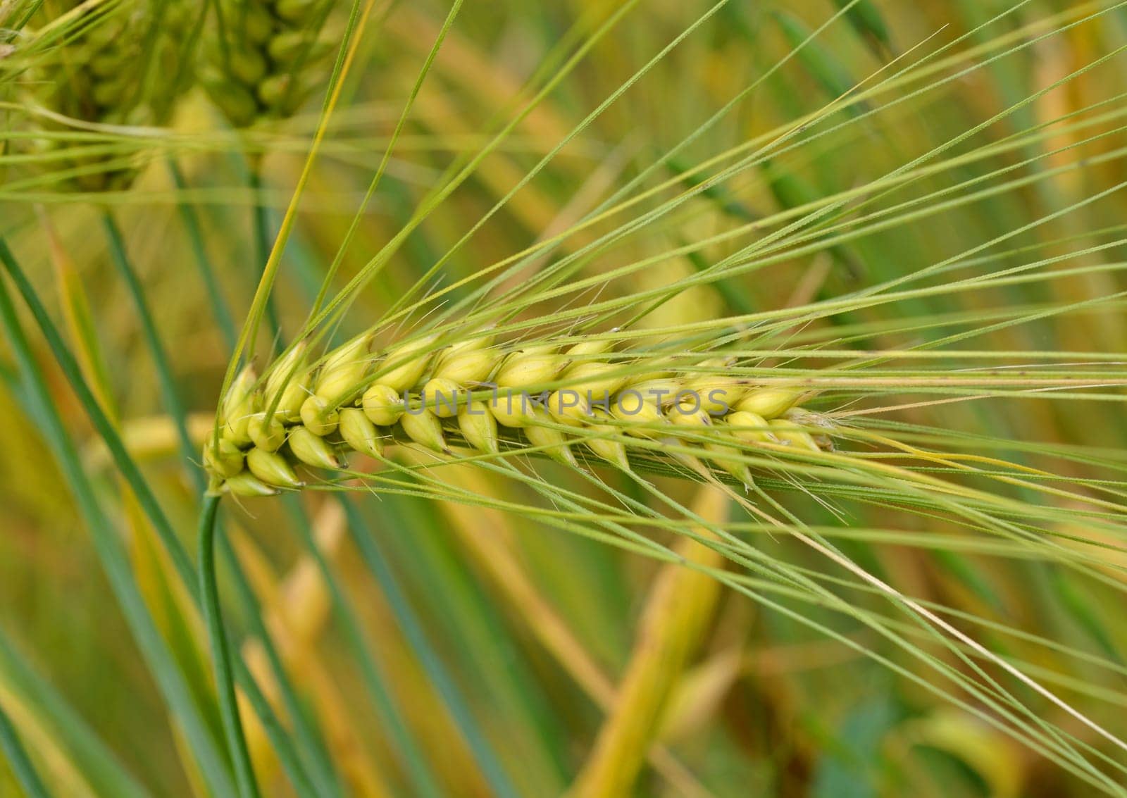 Barley