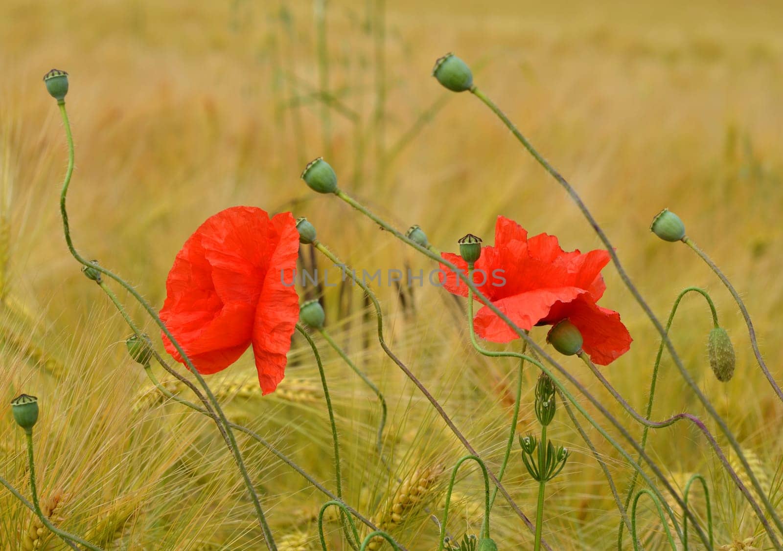 Gossip poppy