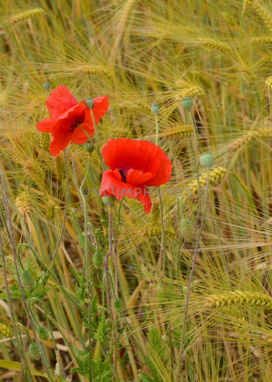 Gossip poppy