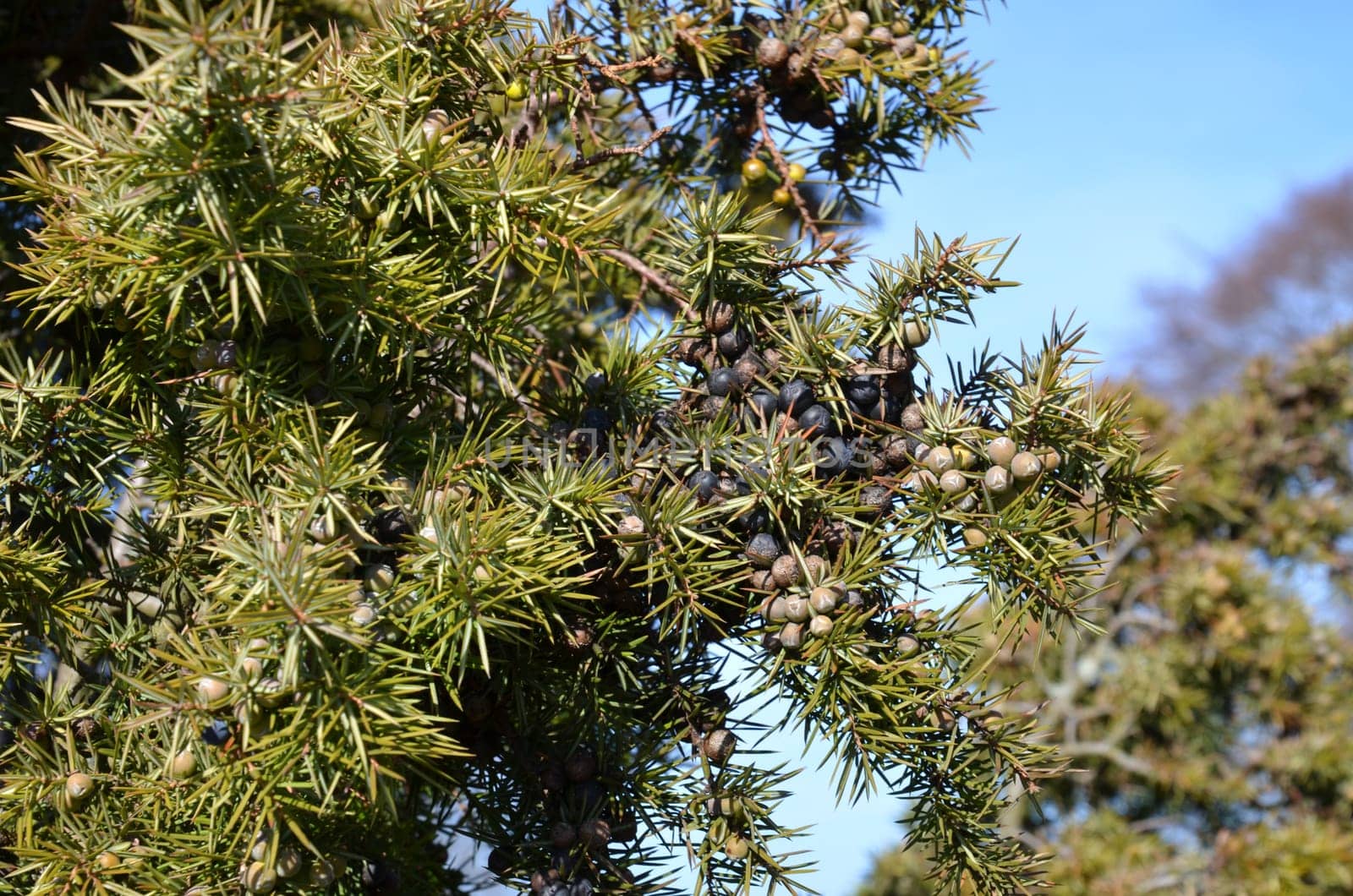 Juniper