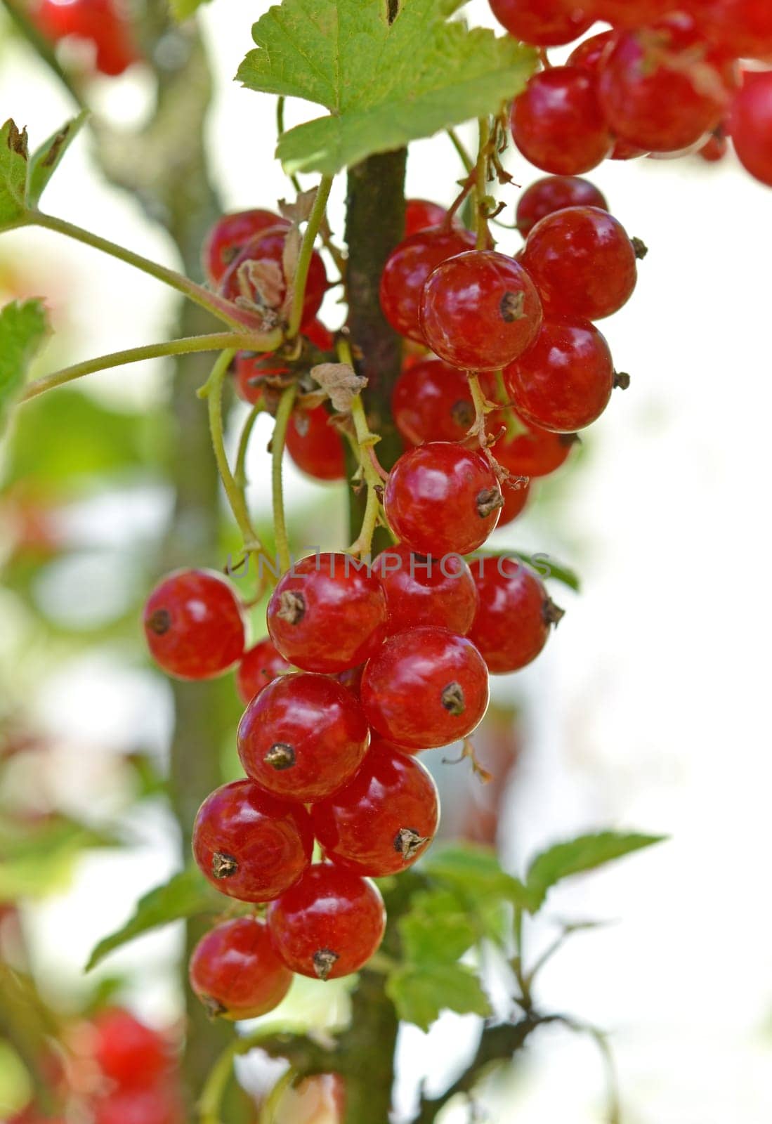 red currants