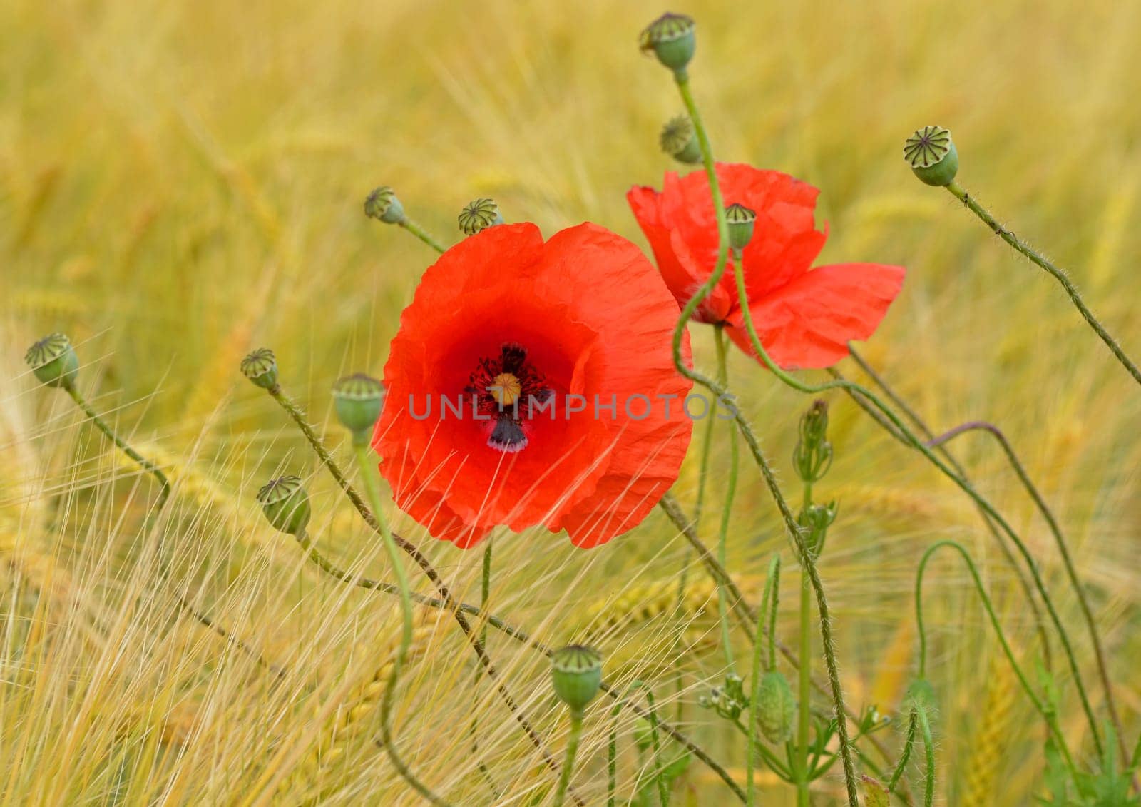 Gossip poppy
