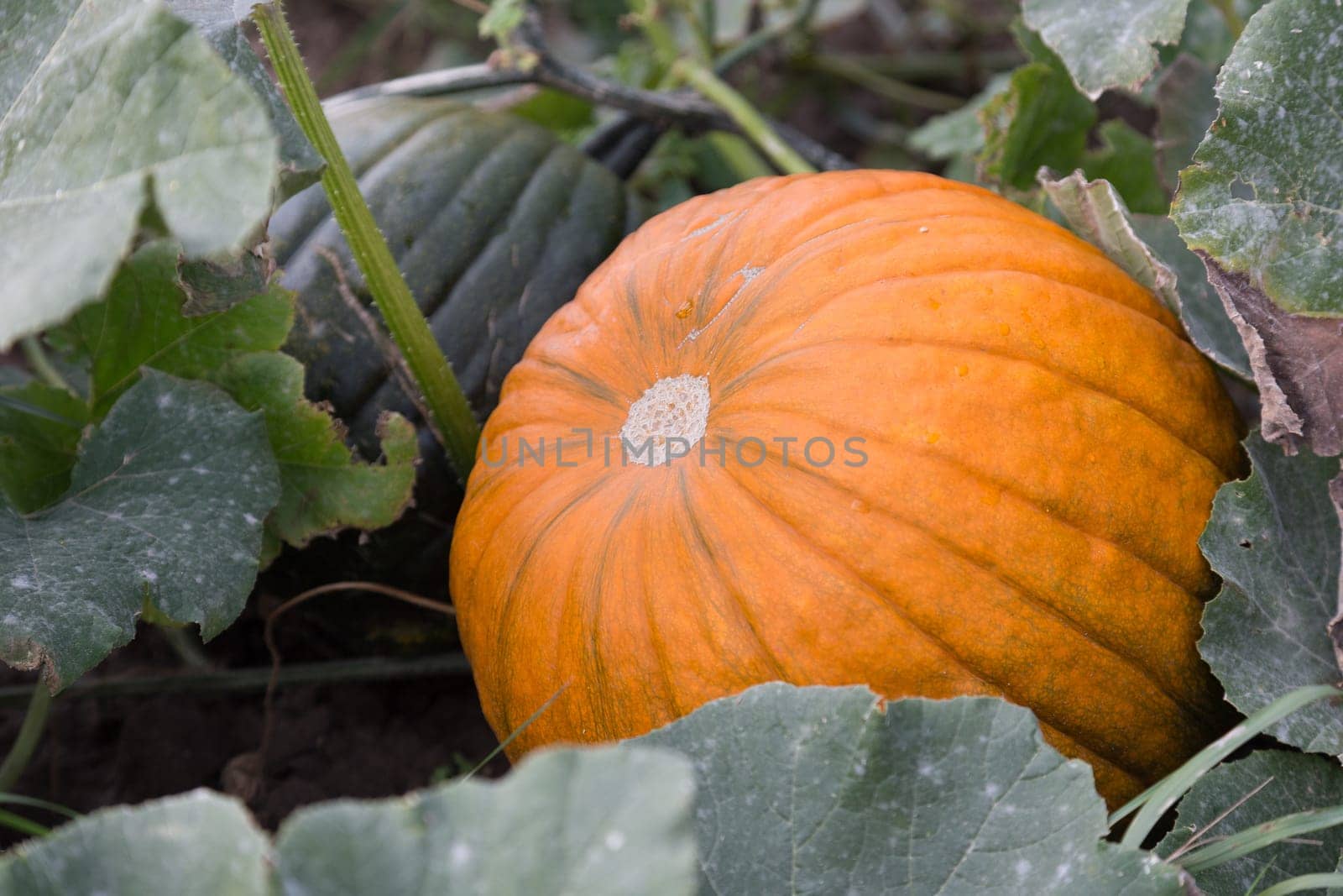 Big pumpkin in the middle of leaves in the field