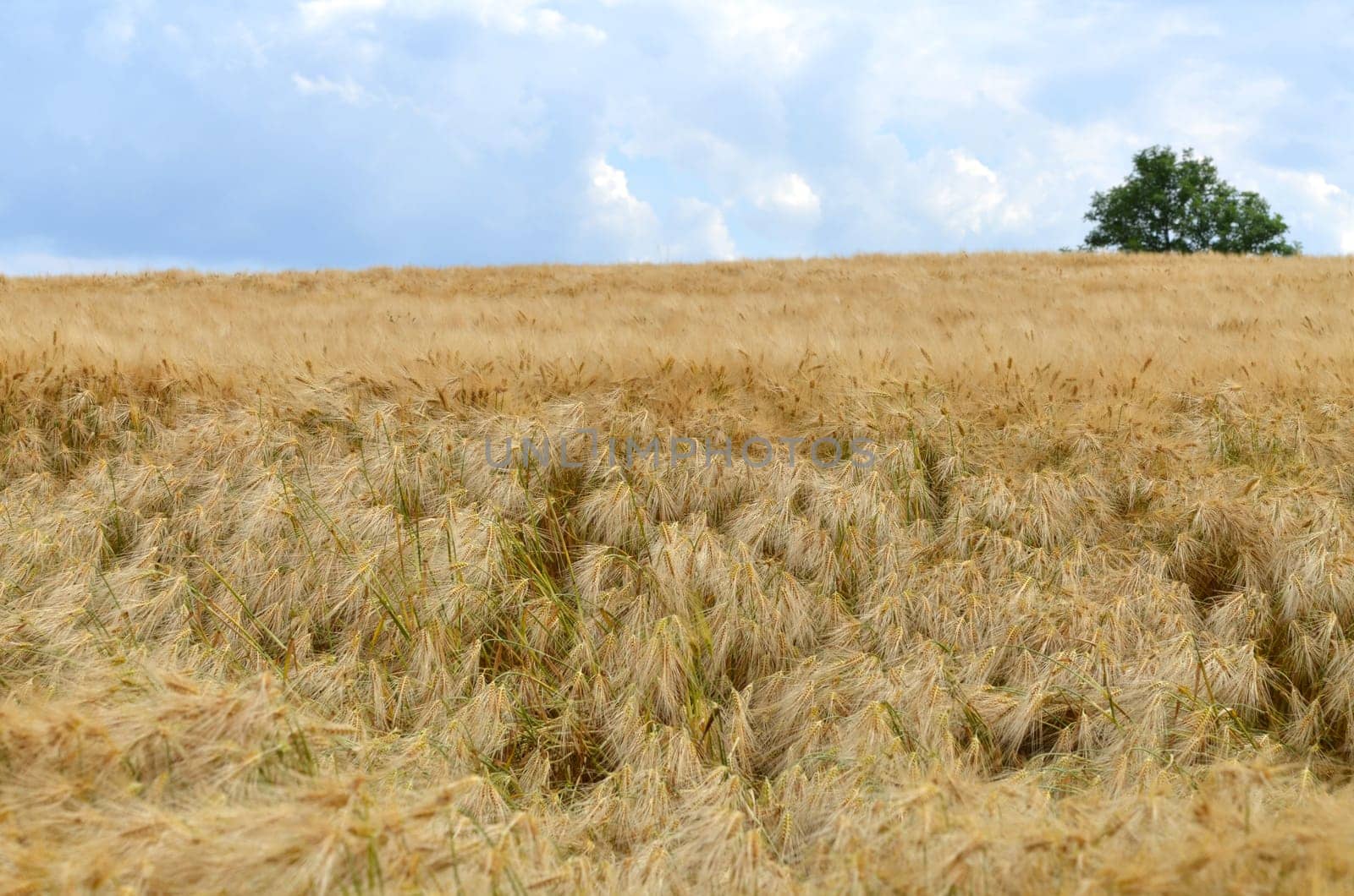 Barley
