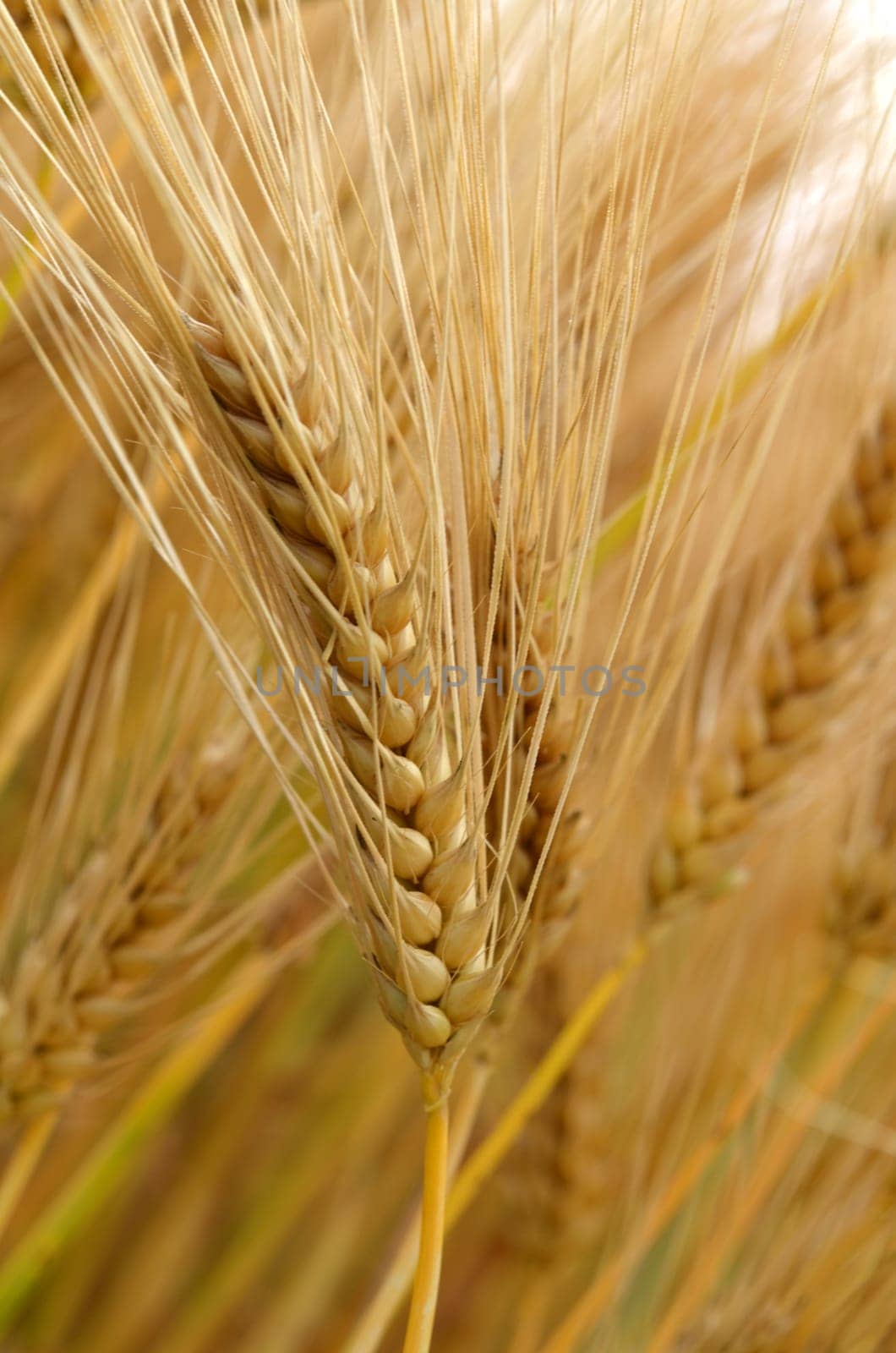 Barley