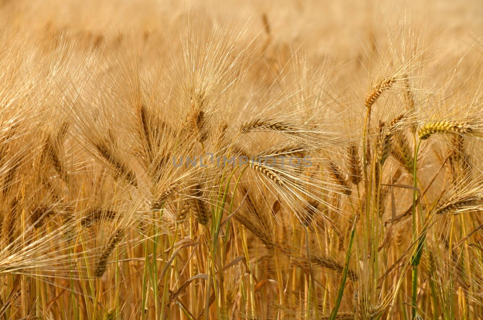 Barley
