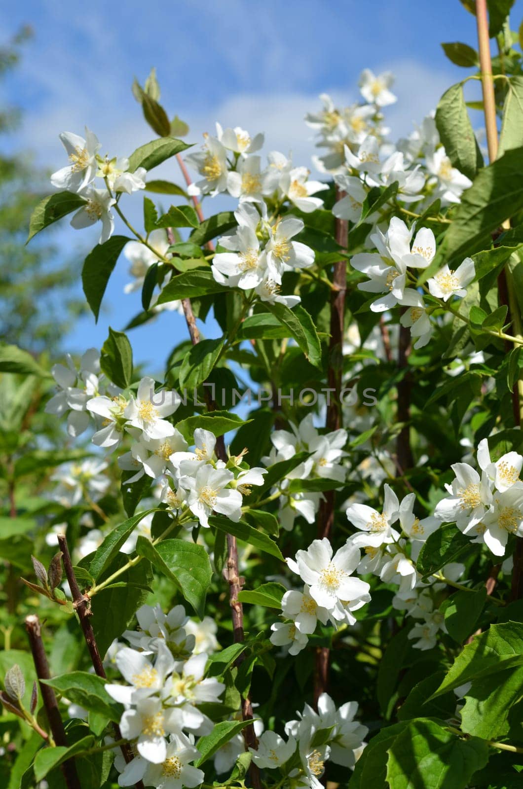 Pipe shrub