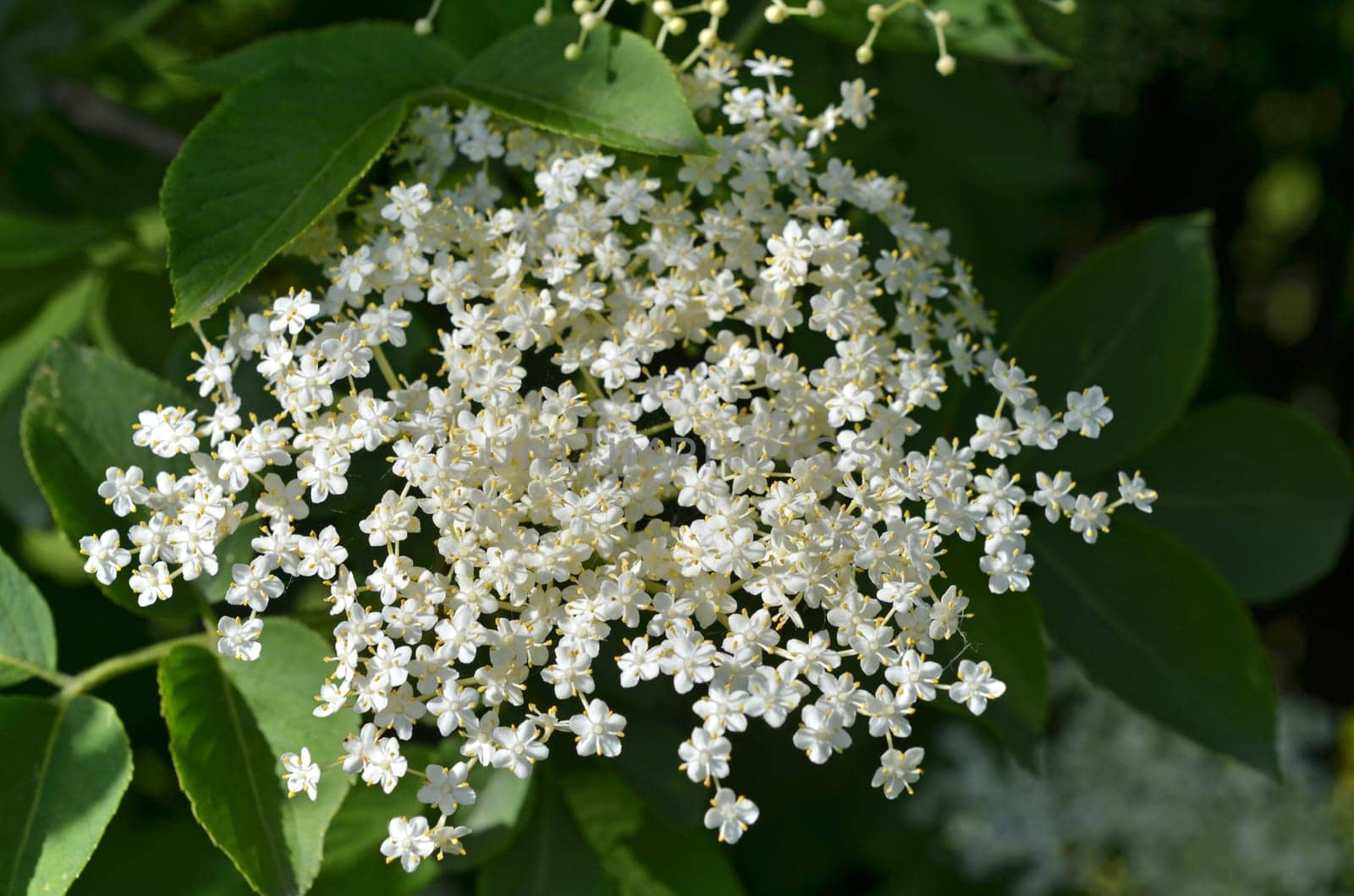 Elderflower