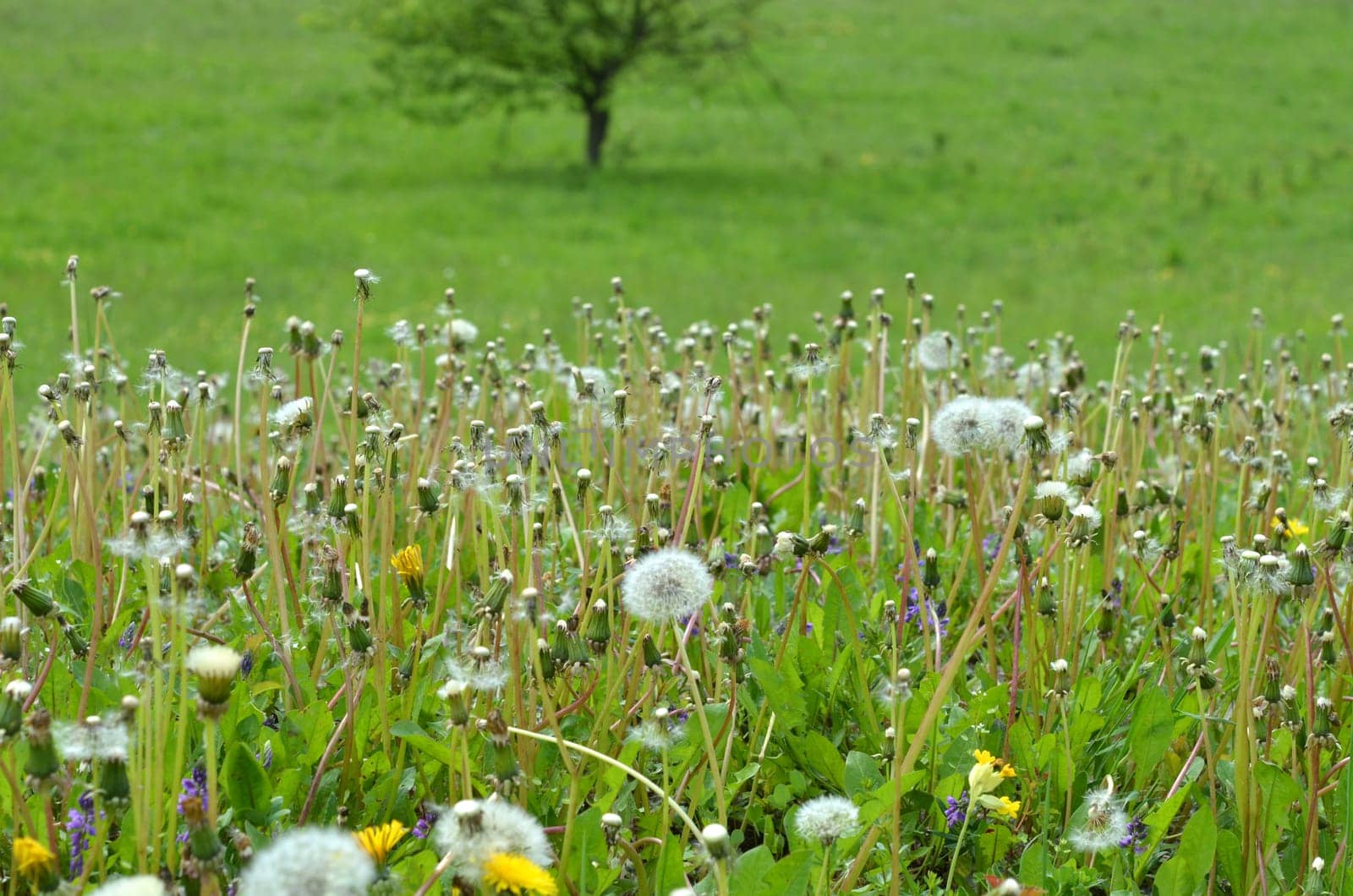 Meadow Lion's Tooth