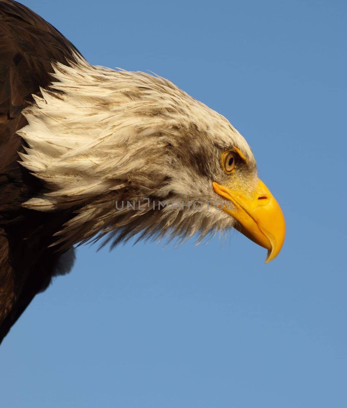 Bald eagle