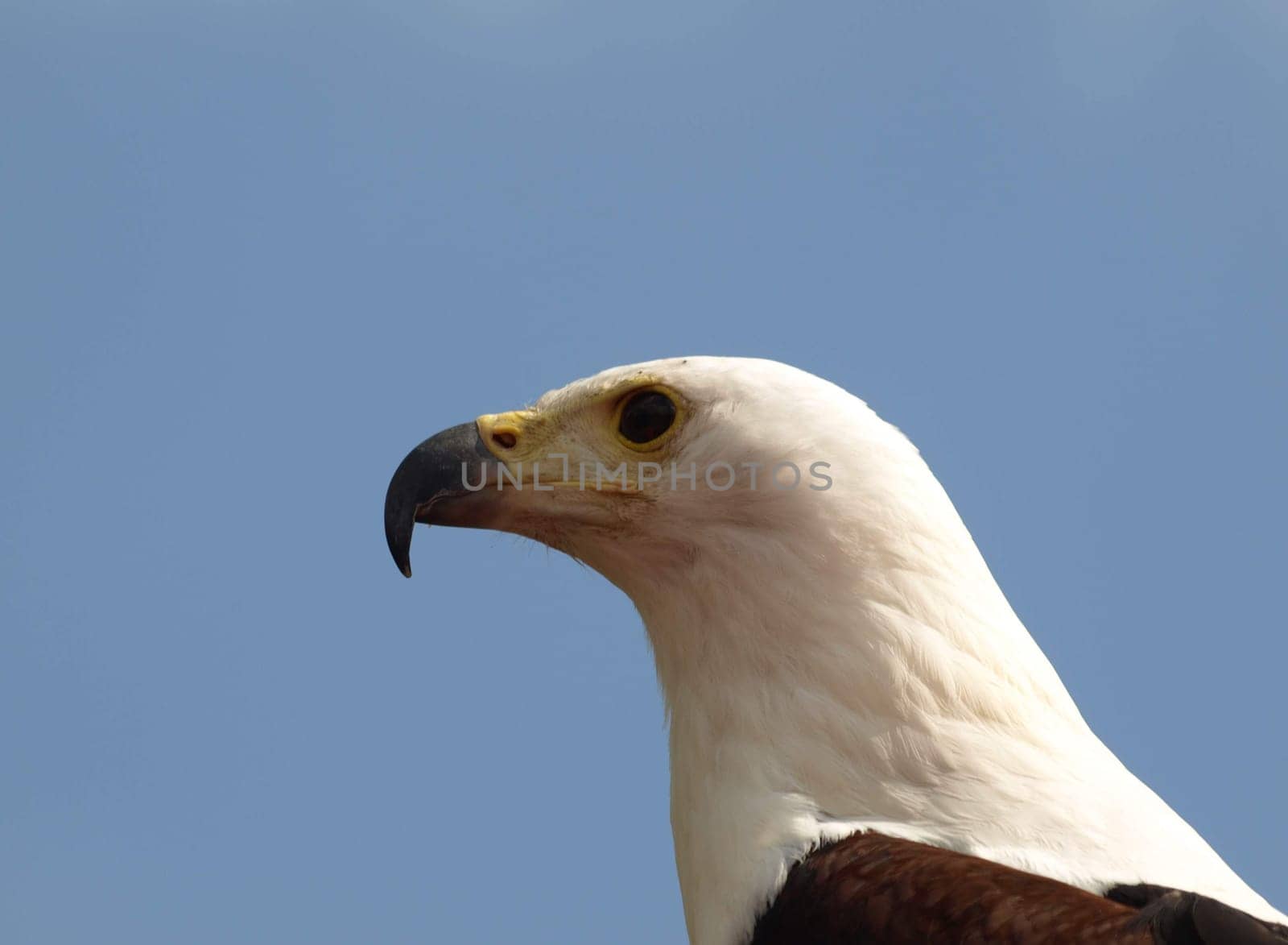 Schreiseeadler