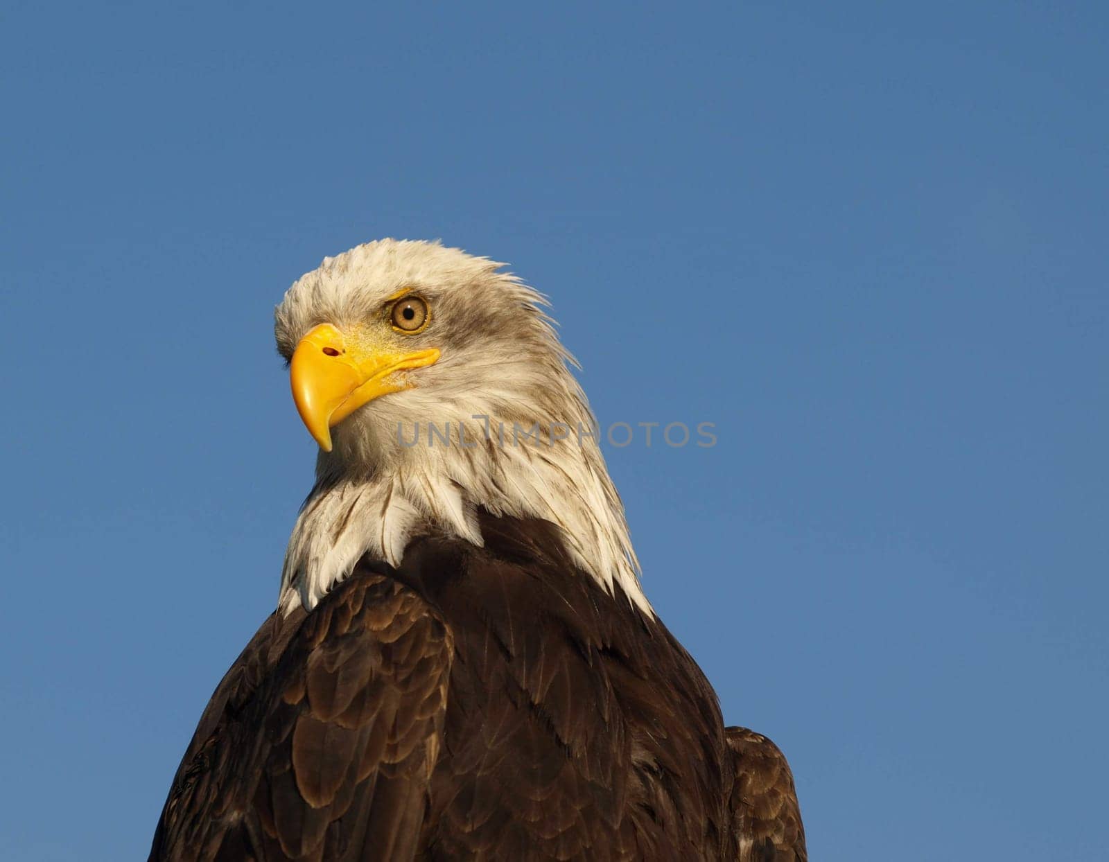 Bald eagle