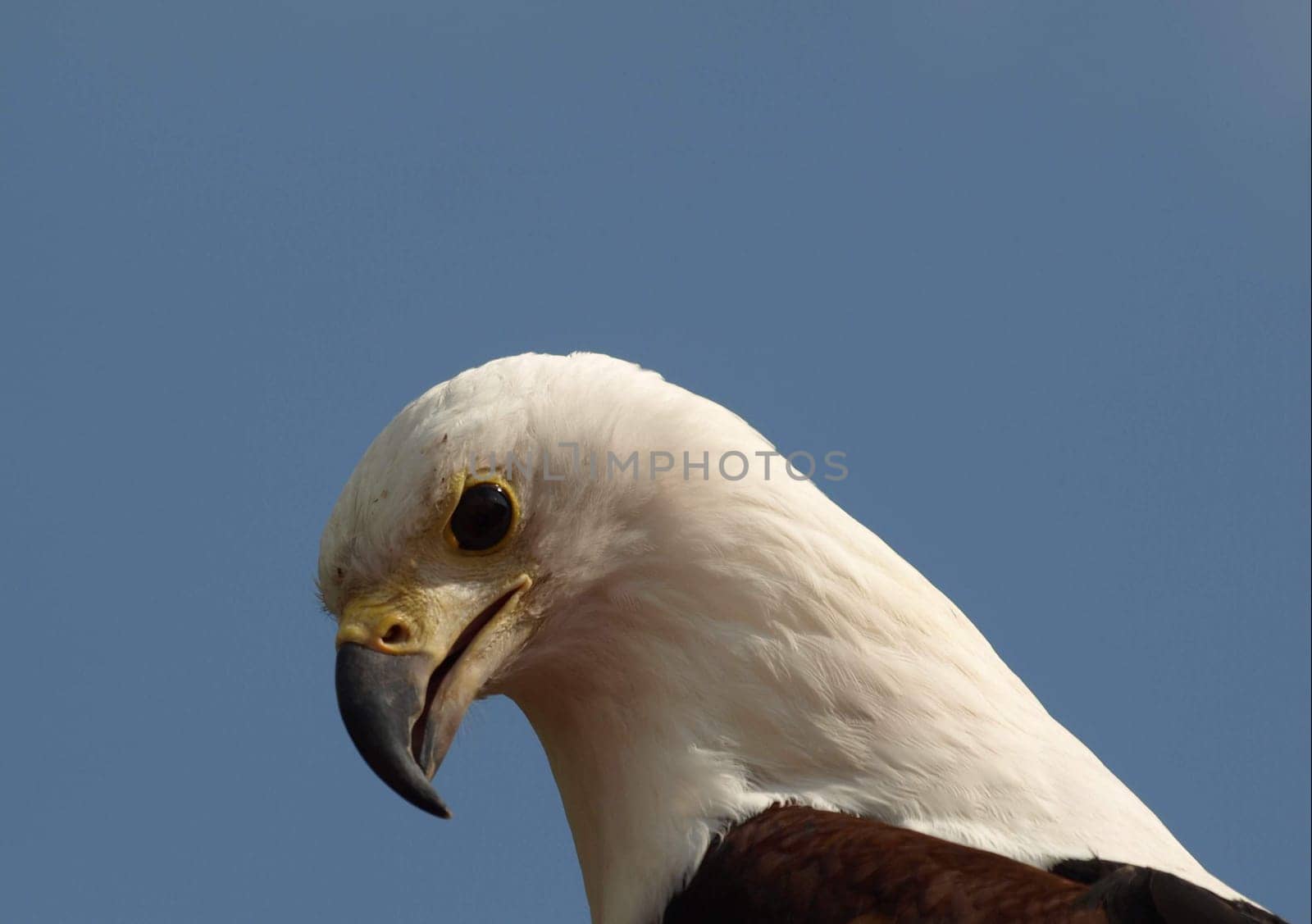 Schreiseeadler
