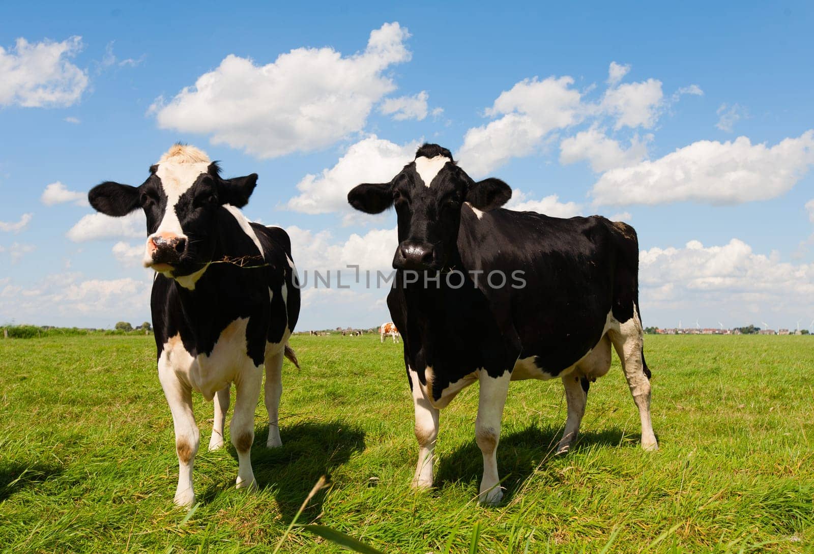 Dutch cows in the meadow.