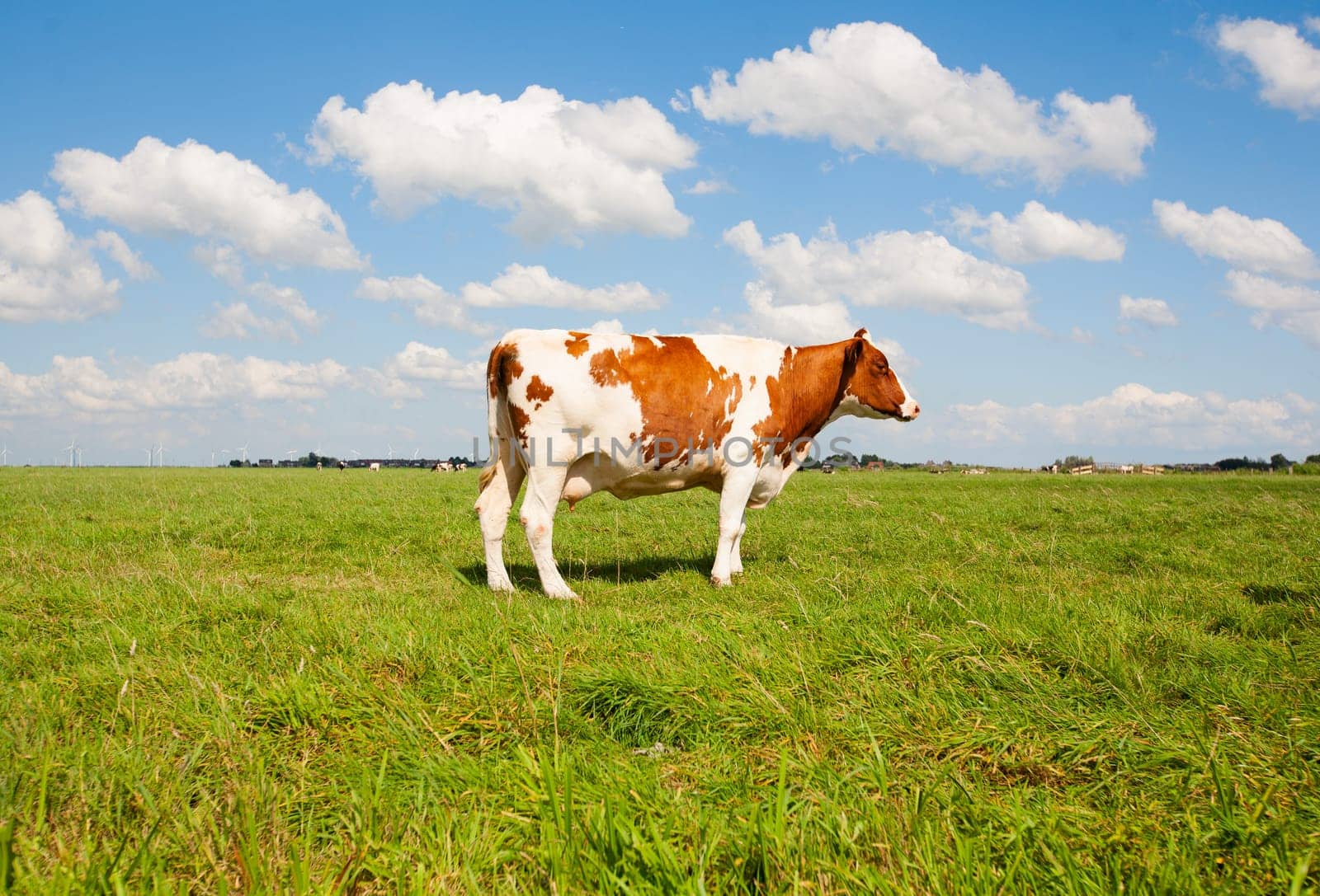 Dutch cow in the meadow.