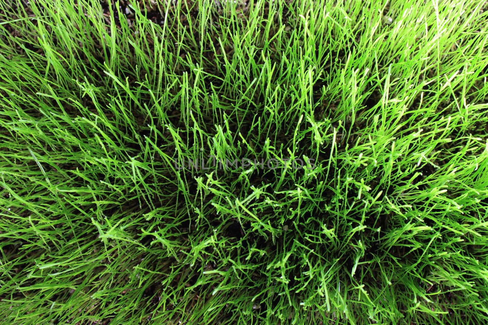Grass