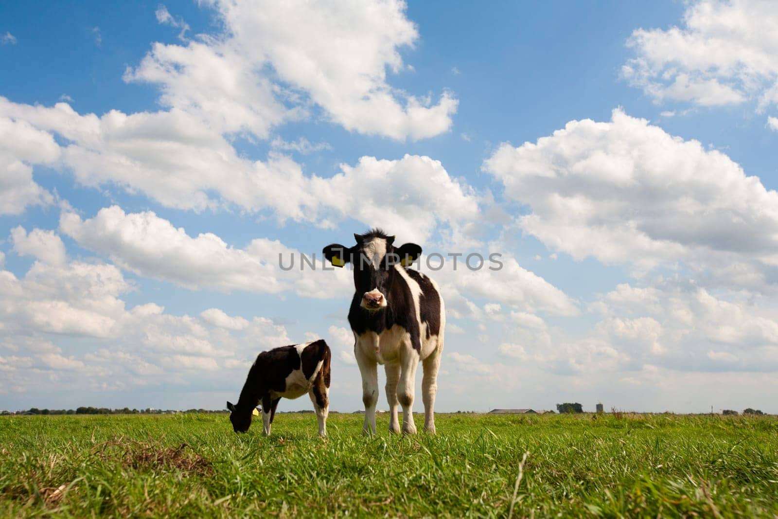 Dutch cows in the meadow.