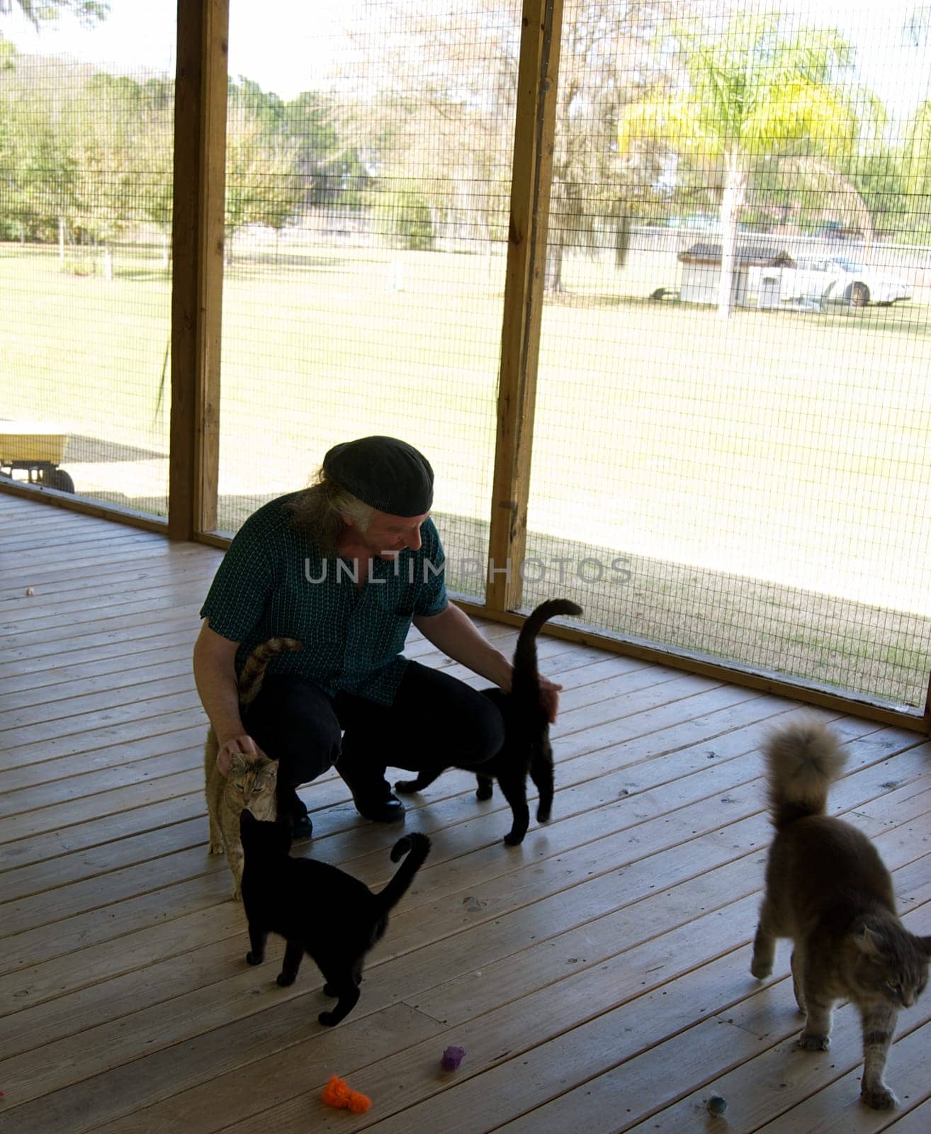 A man is squatting on a large porch petting stray cats at an animal shelter in Ft Myers FLorida.