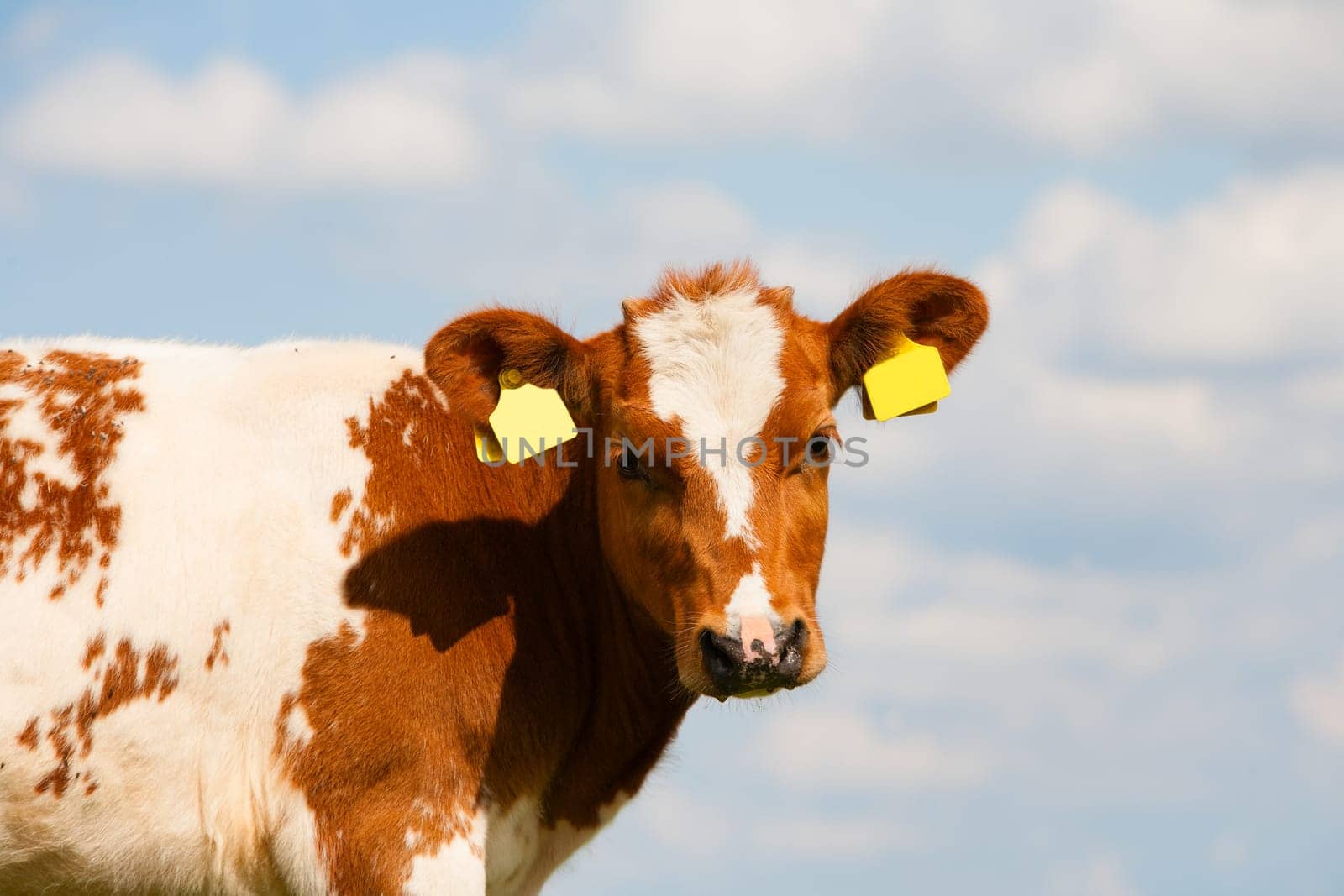 Dutch calf in the meadow