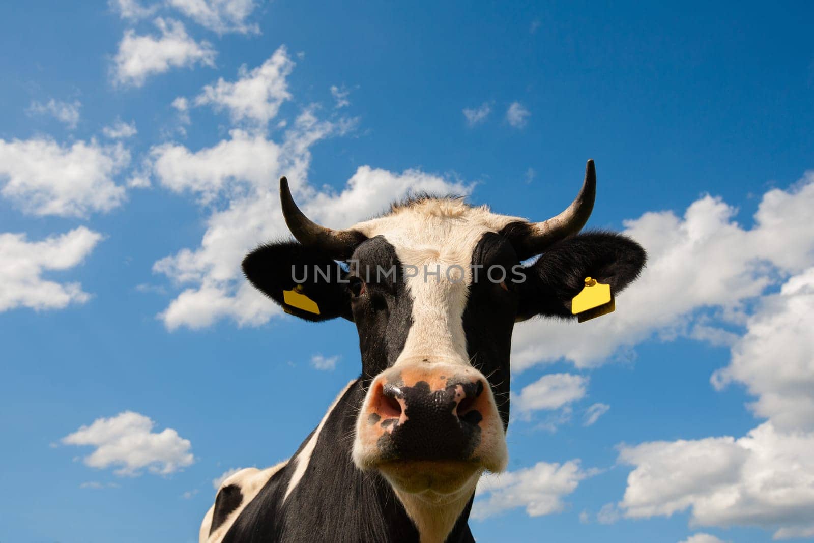 Portrait of a Dutch cow.