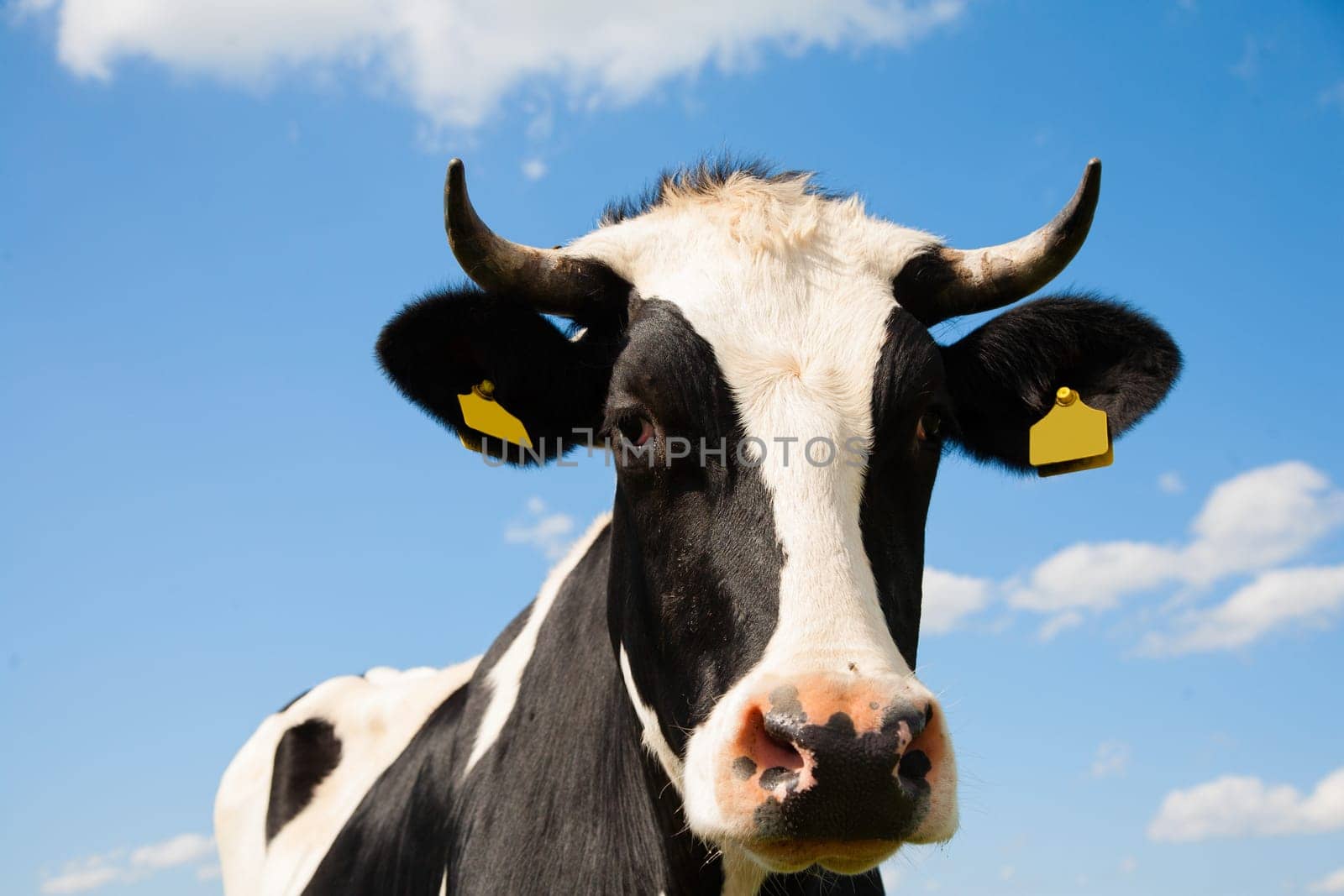 Portrait of a Dutch cow.