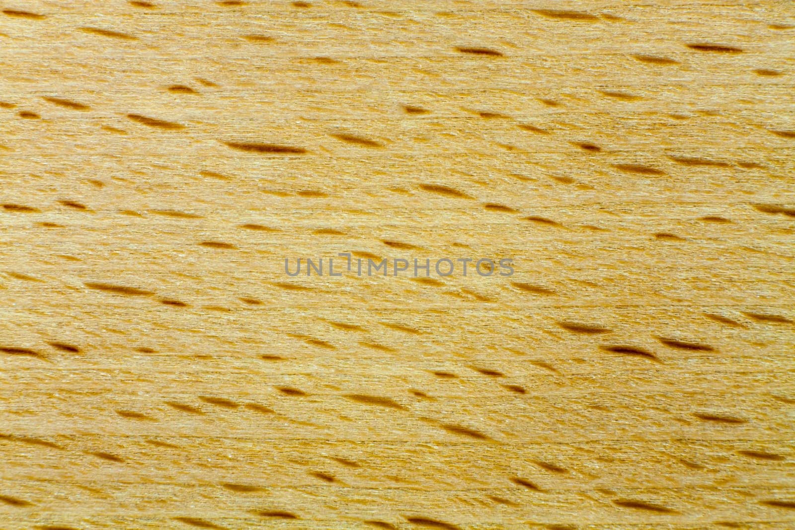 Detailed view of a core beech with beautiful grain
