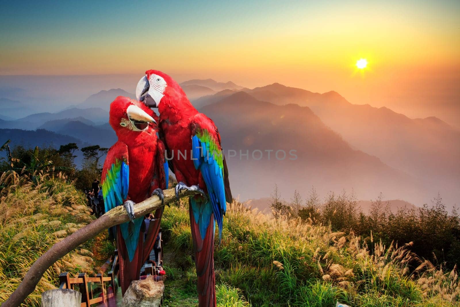 The potrait of Blue & Gold Macaw for adv or others purpose use